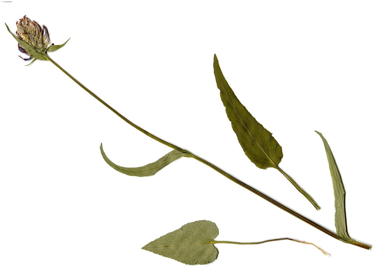 Phyteuma pyrenaicum (Campanulaceae)